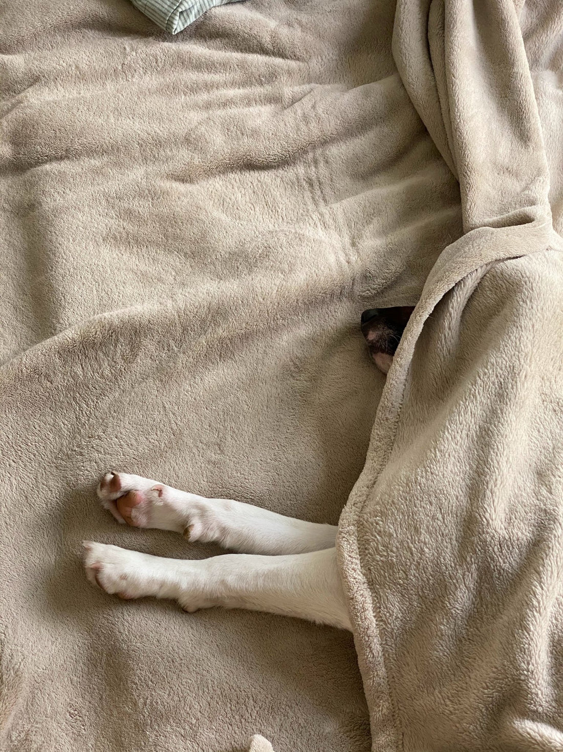 寵物友善精油蠟燭?Are essential oils candles pet-friendly?