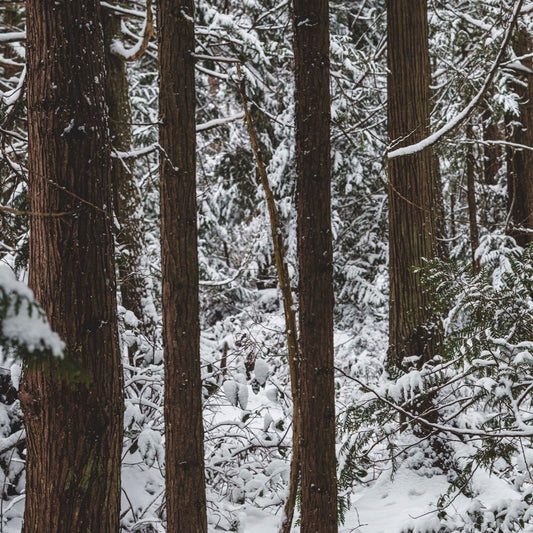 Cedarwood Atlas 純粹香氛蠟燭-沉穩雪松木質手工精油大豆蠟